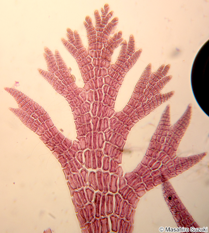 イソムラサキ Symphyocladia latiuscula