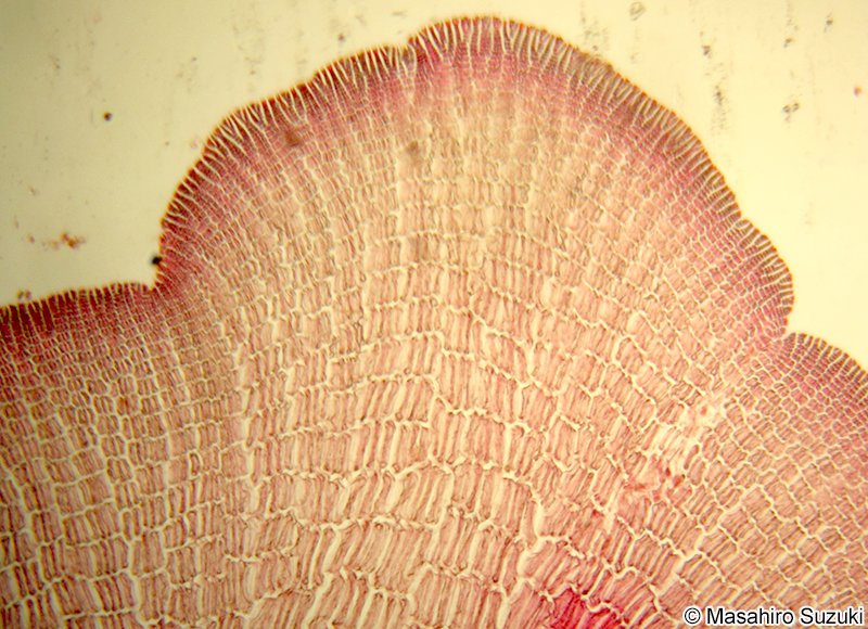 コザネモ Symphyocladia marchantioides