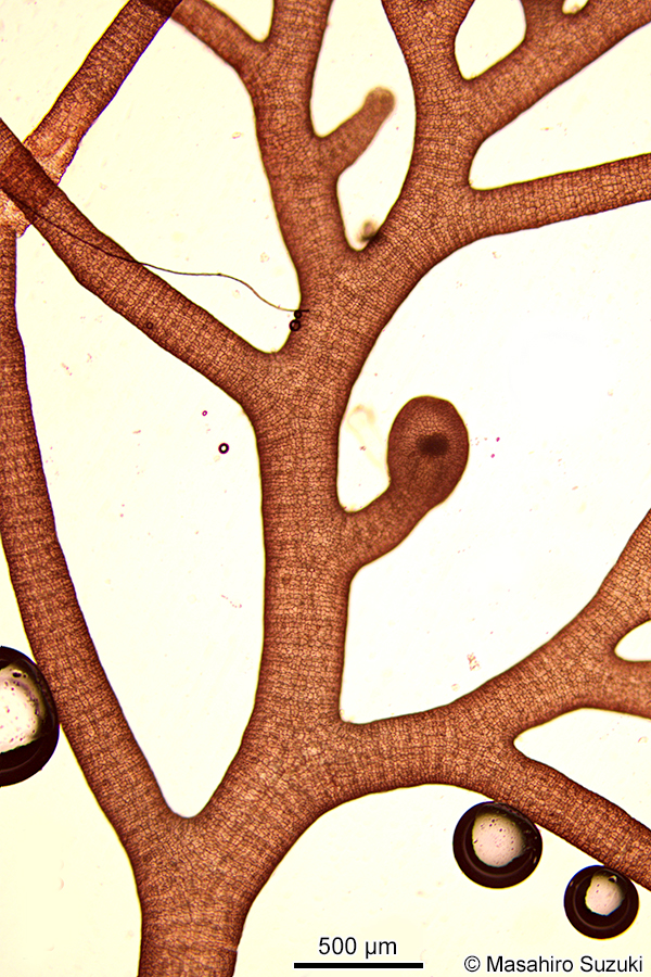 ナンカイサエダ Sympodothamnion leptophyllum