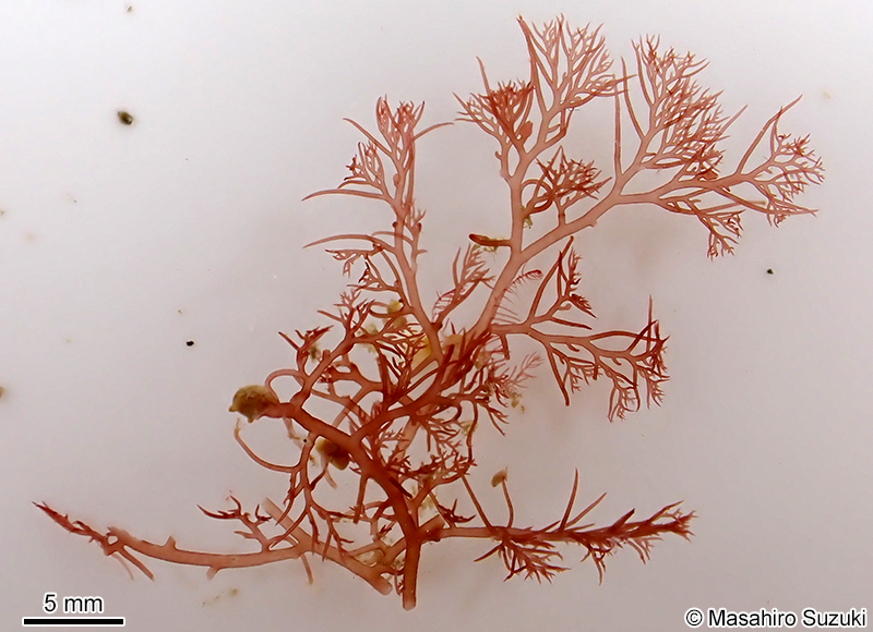 ナンカイサエダ Sympodothamnion leptophyllum