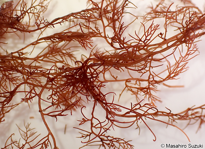 ナンカイサエダ Sympodothamnion leptophyllum