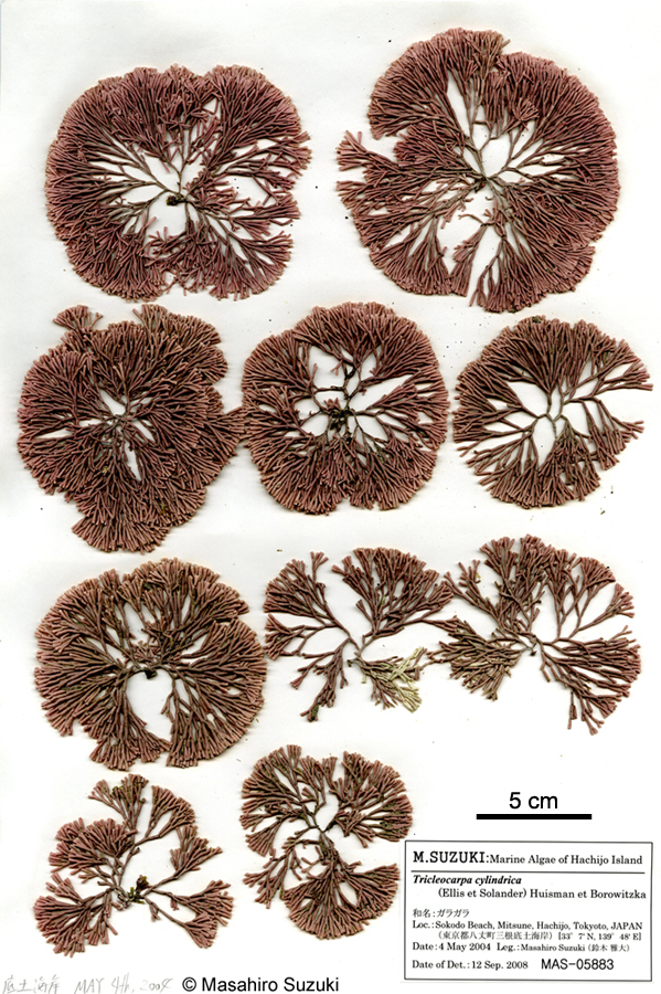 ガラガラ Tricleocarpa jejuensis