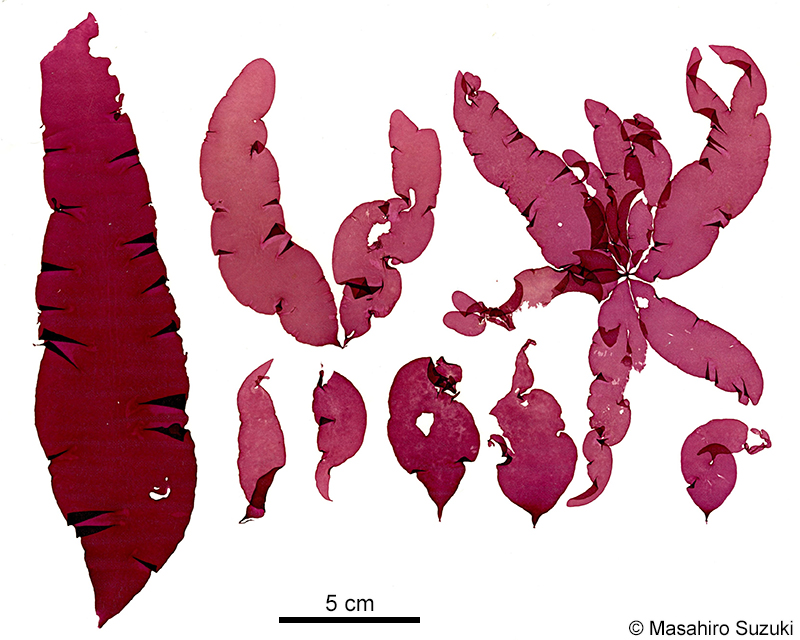 ウスギヌ Tsengia lancifolia