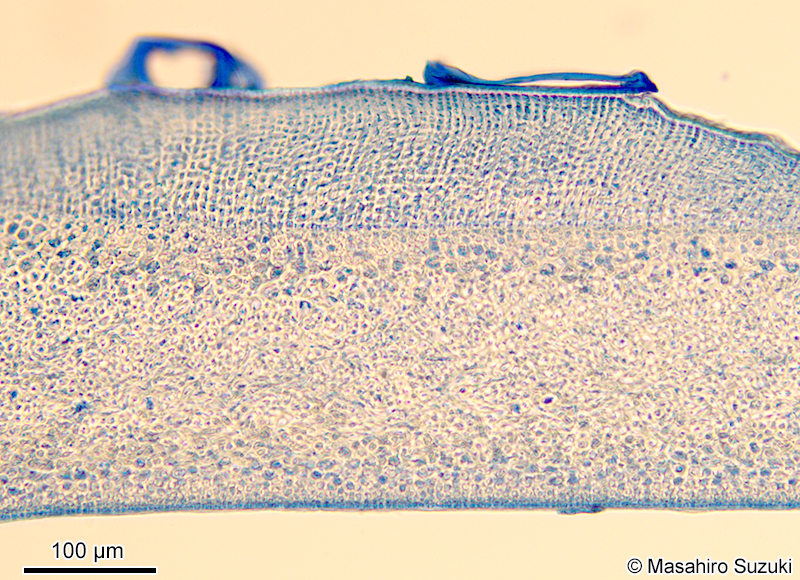 体の横断面(中肋部分)