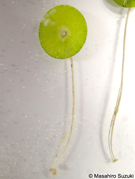 カサノリ Acetabularia ryukyuensis