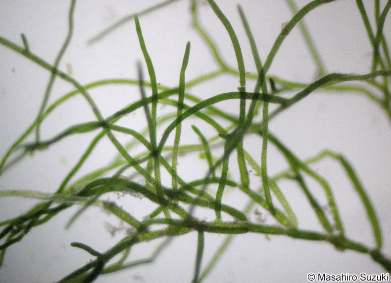 タテヤママリモ Aegagropilopsis moravica