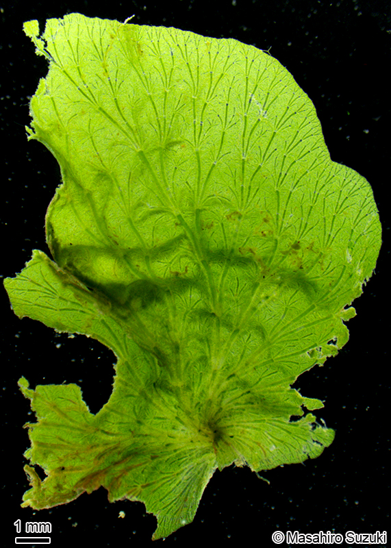 ウキオリソウ Anadyomene wrightii