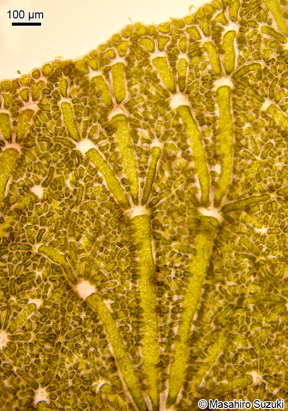 ウキオリソウ Anadyomene wrightii