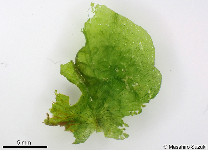 ウキオリソウ Anadyomene wrightii