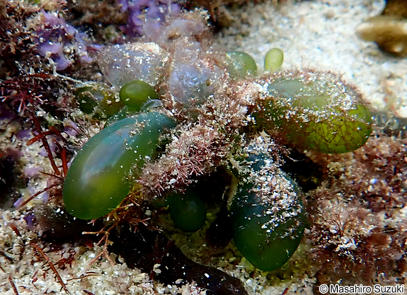 マガタマモ Boergesenia forbesii