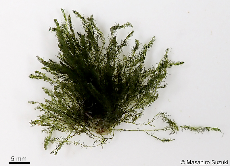 カタハノハネモ Bryopsis pennata var. secunda
