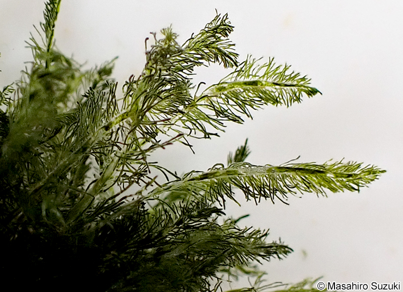 カタハノハネモ Bryopsis pennata var. secunda