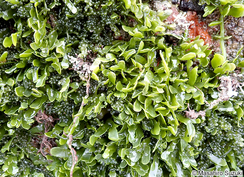 ヘライワヅタ Caulerpa brachypus