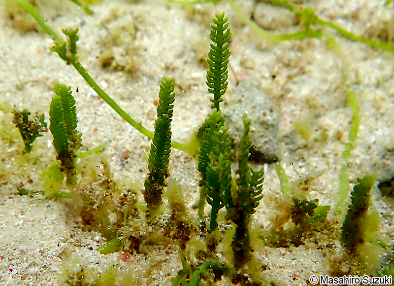 Caulerpa cupressoides