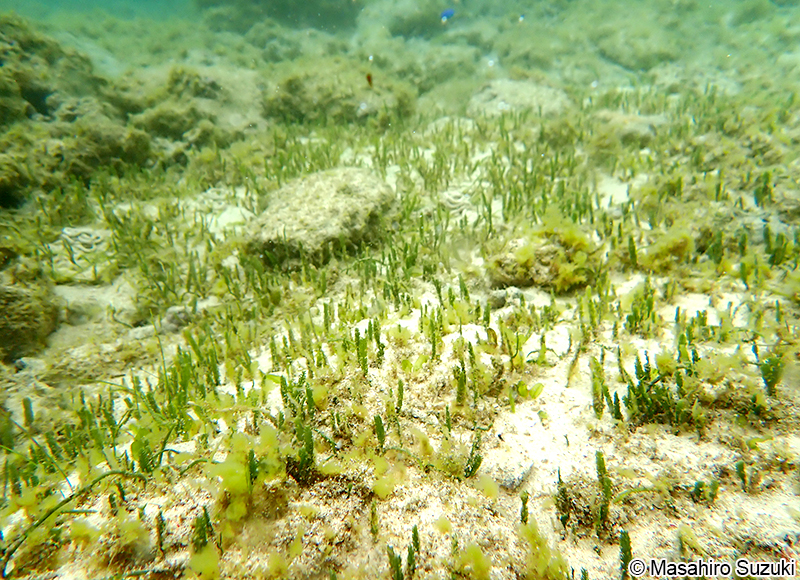 Caulerpa cupressoides