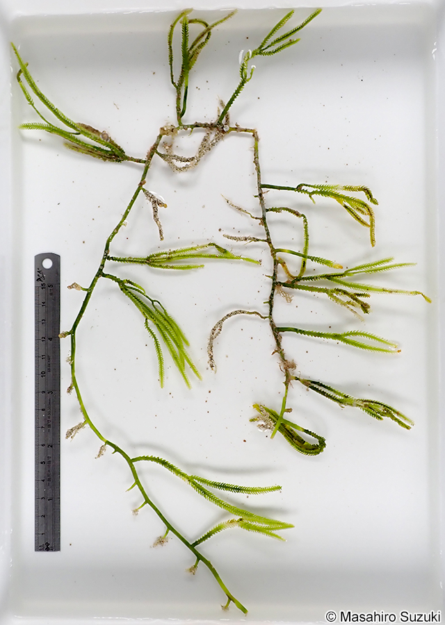 ビャクシンヅタ Caulerpa cupressoides f. amicorum