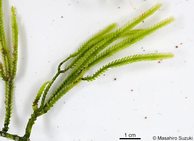 ビャクシンヅタ Caulerpa cupressoides f. amicorum