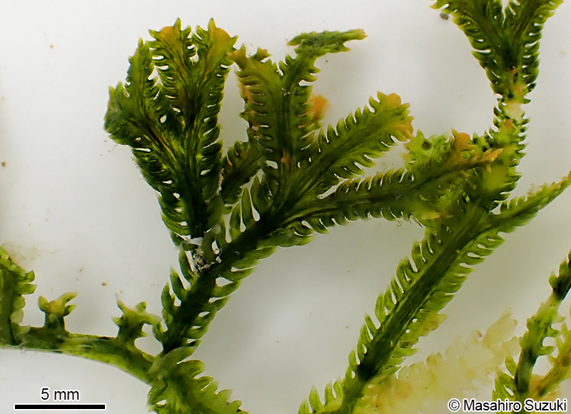 Caulerpa cupressoides