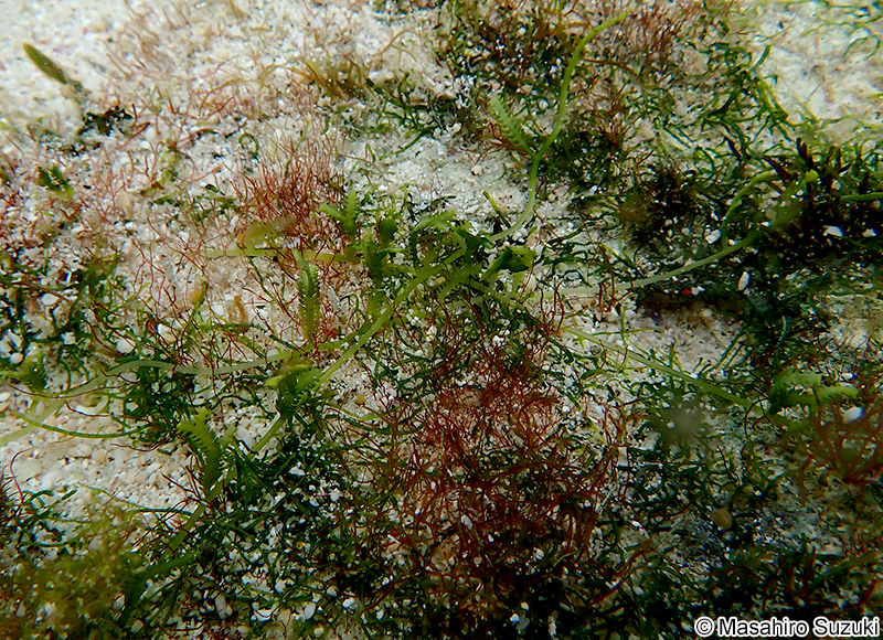 ビャクシンヅタ Caulerpa cupressoides f. amicorum