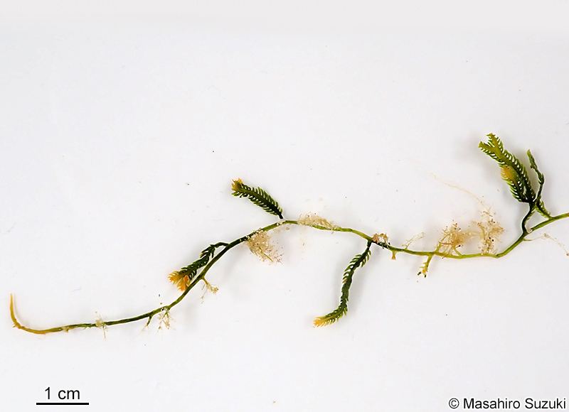 ビャクシンヅタ Caulerpa cupressoides f. amicorum