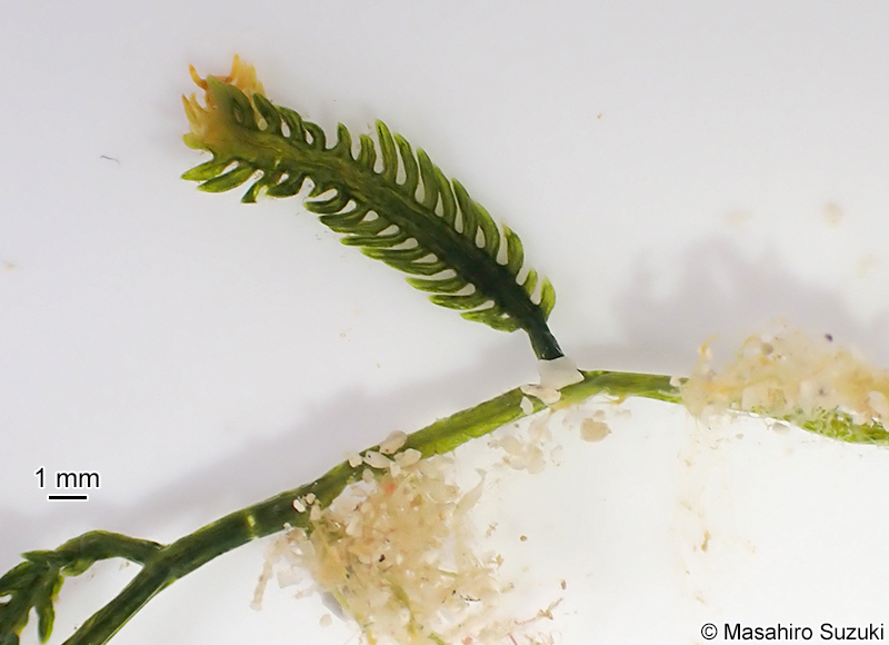 ビャクシンヅタ Caulerpa cupressoides f. amicorum