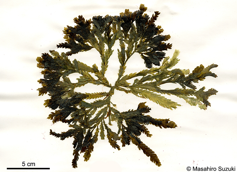 クロキヅタ Caulerpa denticulata
