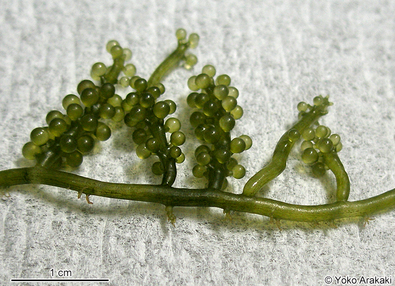 クビレヅタ Caulerpa lentillifera