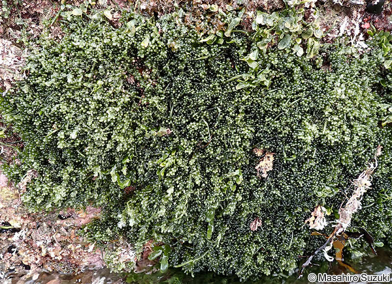 フサイワヅタ Caulerpa okamurae