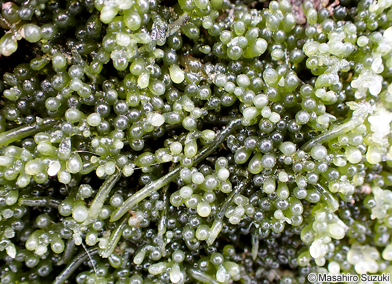 フサイワヅタ Caulerpa okamurae