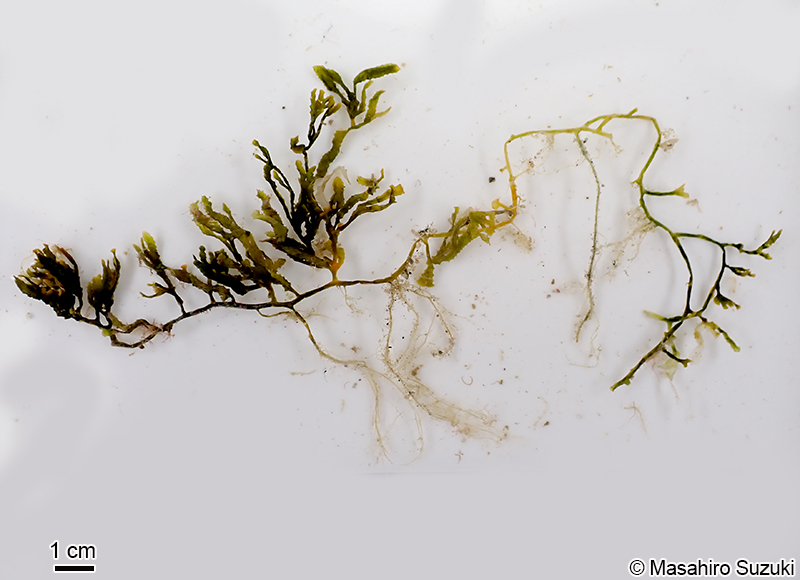 ヨレヅタ Caulerpa serrulata f. lata
