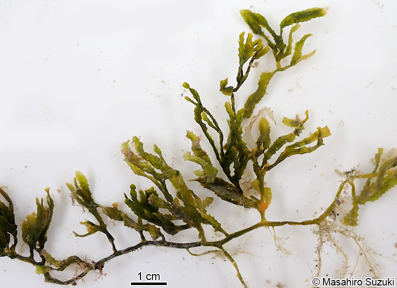 ヨレヅタ Caulerpa serrulata f. lata