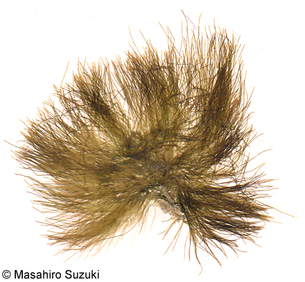 マユハキモ Chlorodesmis fastigiata