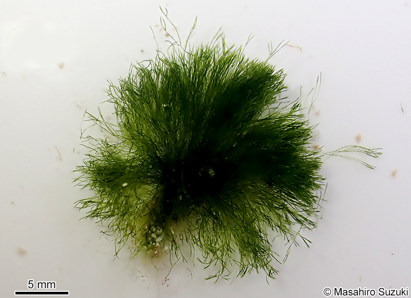マユハキモ Chlorodesmis fastigiata
