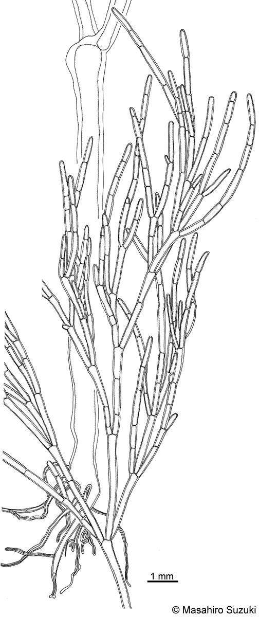 ホソオオシオグサ Lychaete japonica var. kajimurae