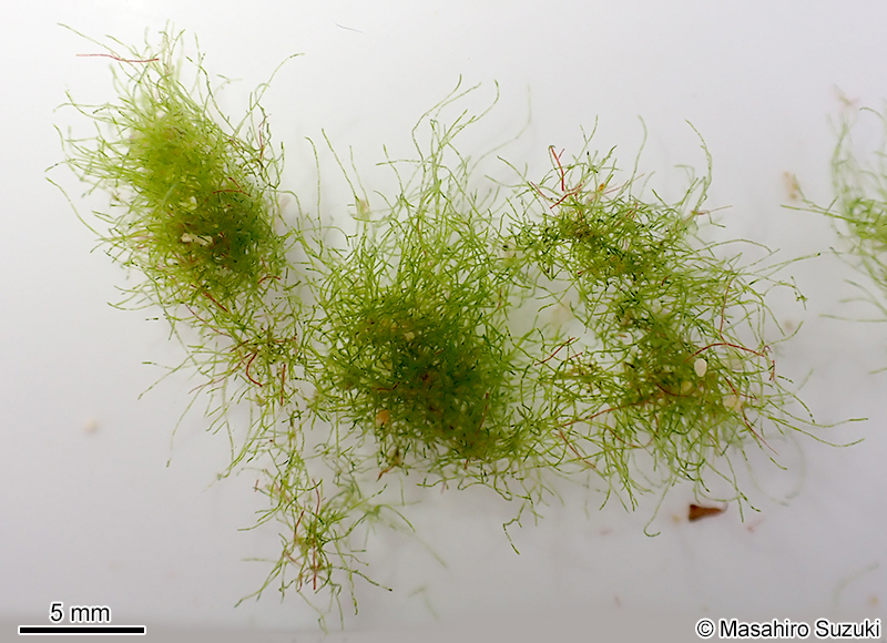 ヒメハイシオグサ Cladophora socialis