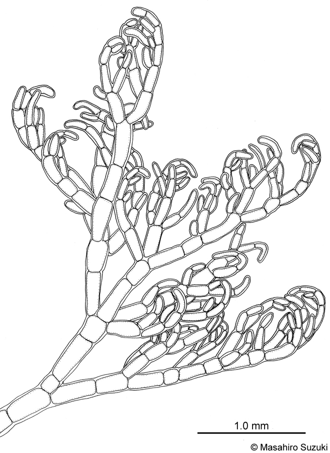 フサシオグサ Cladophora vagabunda