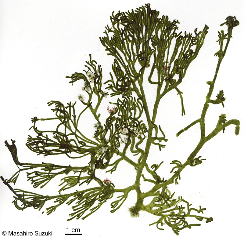 ヒゲミル Codium barbatum