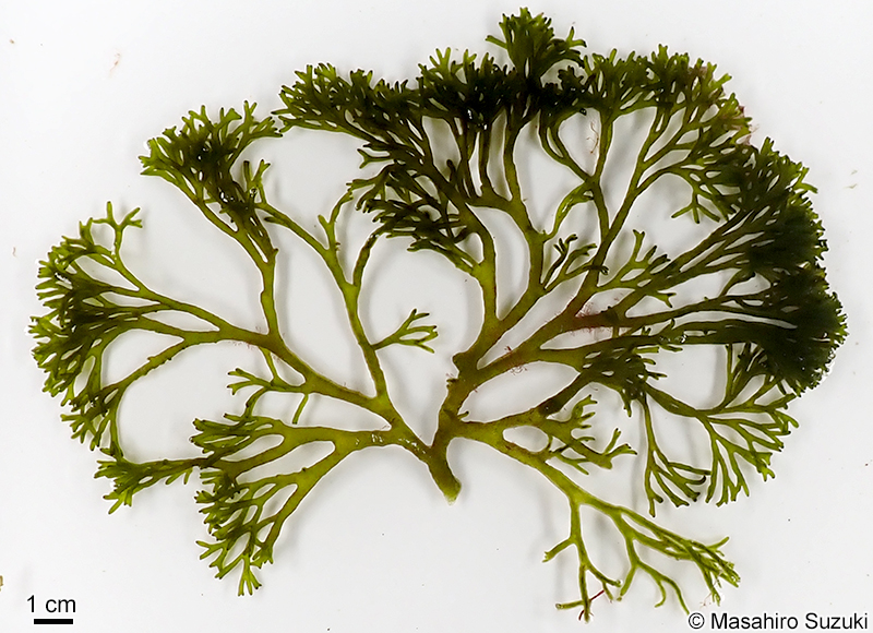 ヒゲミル Codium barbatum