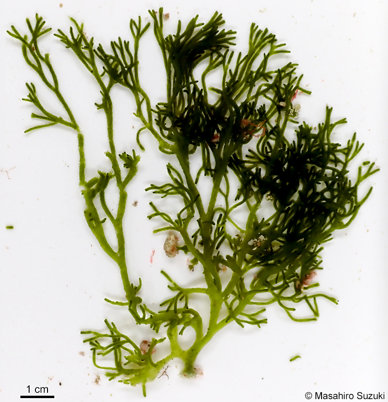 ヒゲミル Codium barbatum