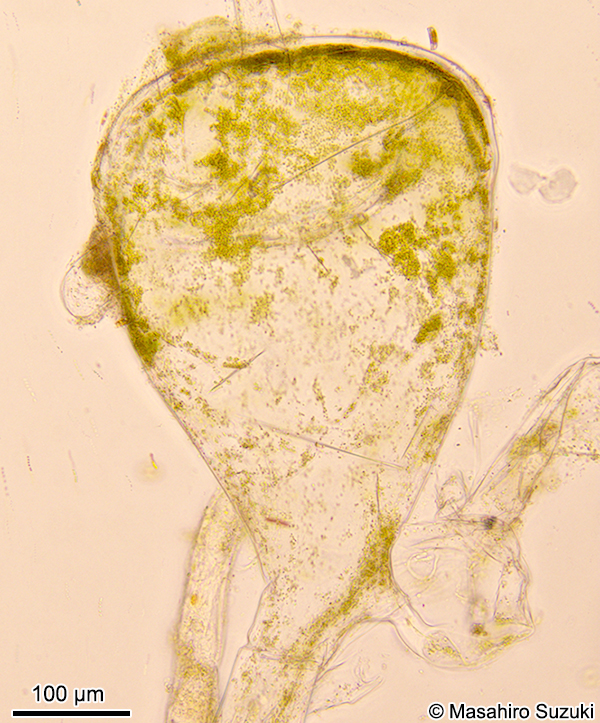 ヒゲミルの小嚢