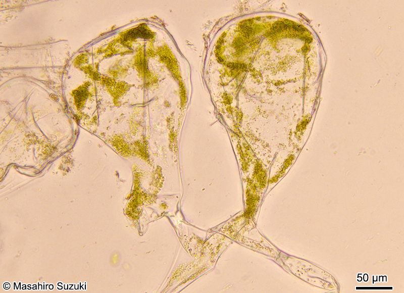 ヒゲミルの小嚢