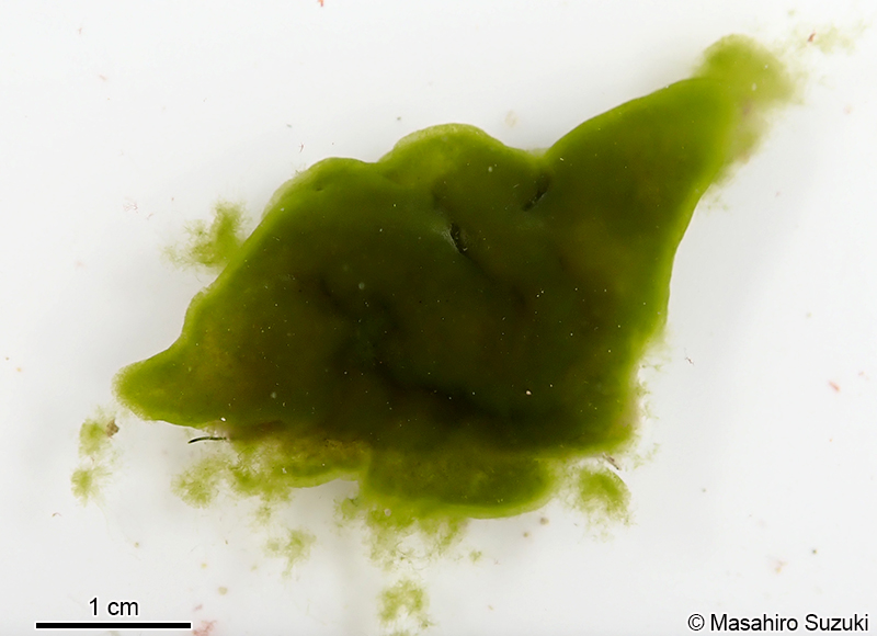 クビレハイミル Codium capitulatum