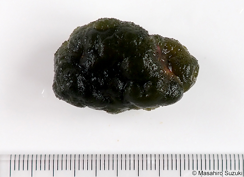 クビレハイミル Codium capitulatum