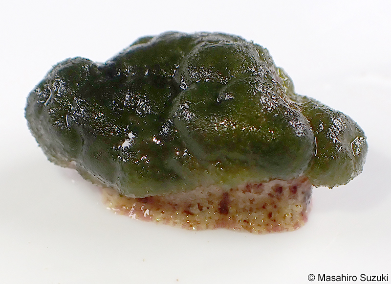 クビレハイミル Codium capitulatum