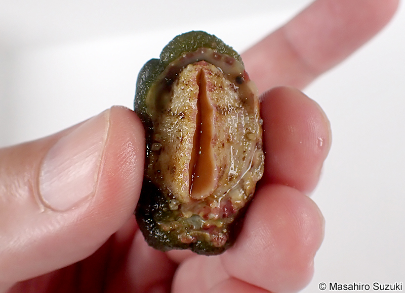 フルヤガイ Stomatia phymotis