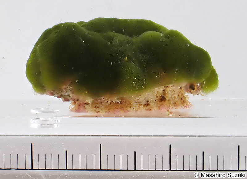 クビレハイミル Codium capitulatum