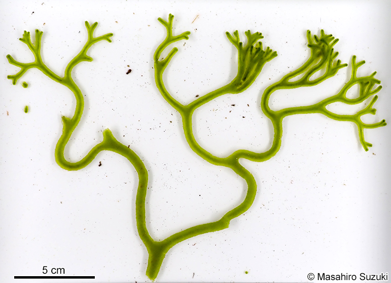 ナガミル Codium cylindricum