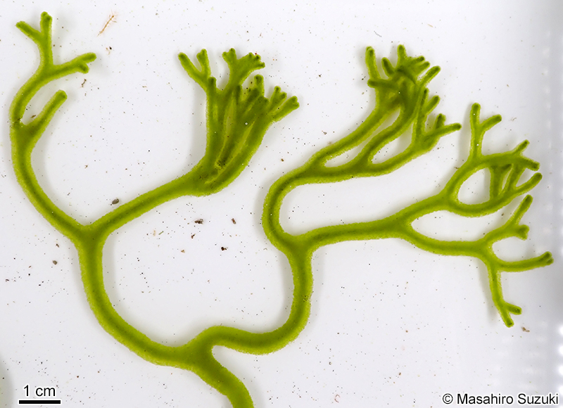 ナガミル Codium cylindricum