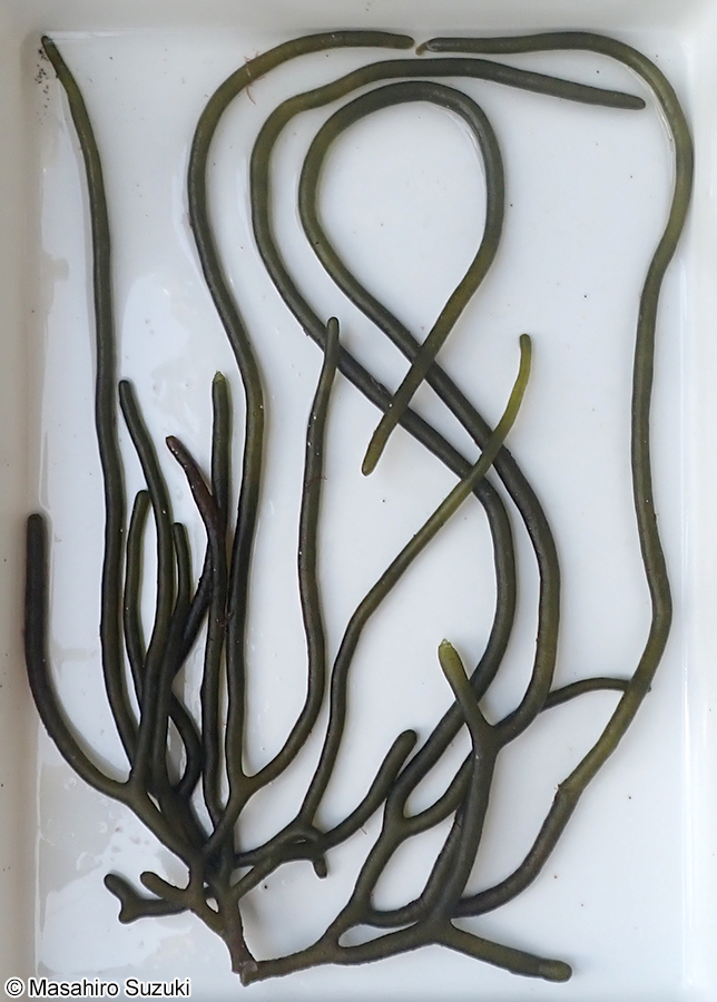 ナガミル Codium cylindricum