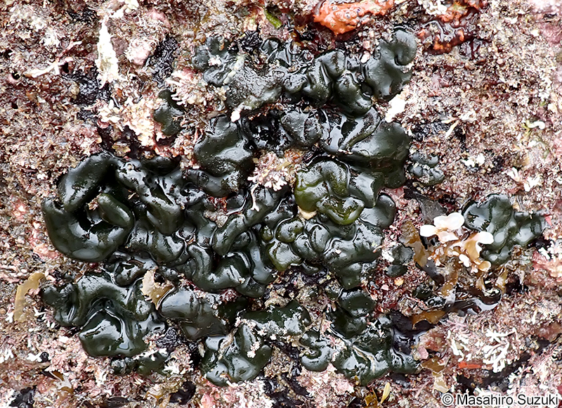 オオハイミル Codium dimorphum